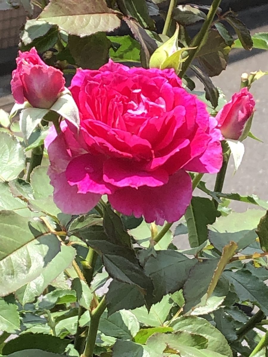 f:id:petitrosek:20200626195710j:plain f:id:petitrosek:20200626195710j:plain