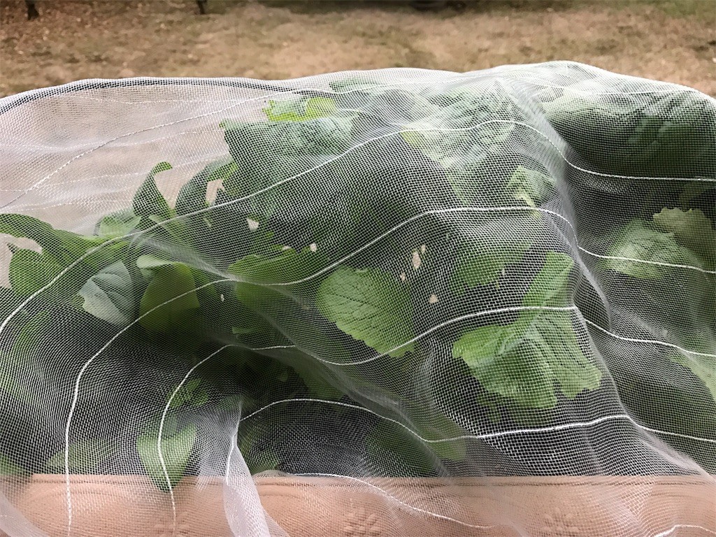 f:id:petitsaien:20170211103148j:image