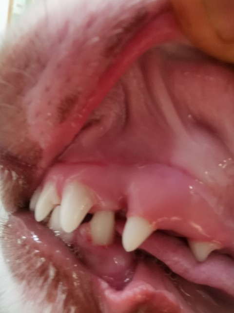 f:id:petnomirai:20190607082851j:image f:id:petnomirai:20190607082851j:image