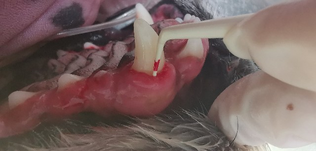 f:id:petnomirai:20191209094901j:image f:id:petnomirai:20191209094901j:image