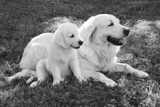 f:id:petnurse01:20200930220106j:plain