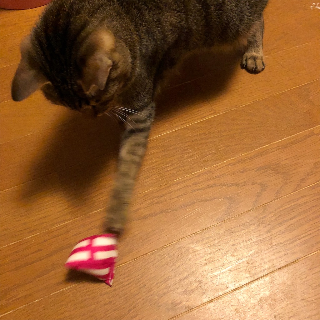 f:id:petshion:20181120172247j:image