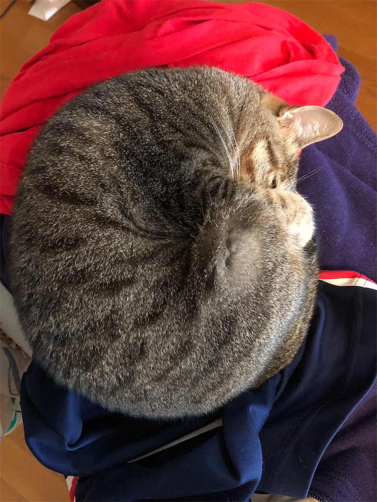 f:id:petshion:20181120172253j:image