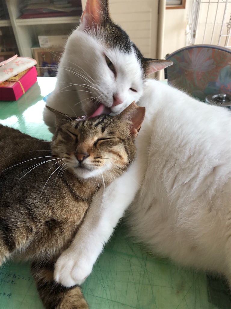 f:id:petshion:20181120172348j:image