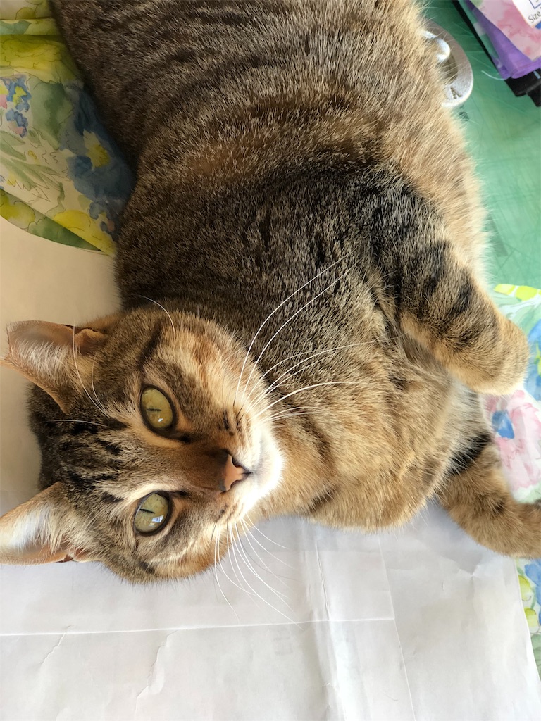 f:id:petshion:20181120172536j:image