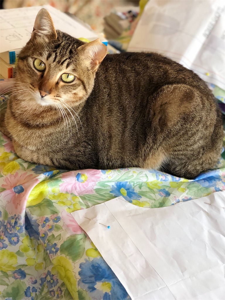 f:id:petshion:20181120172540j:image