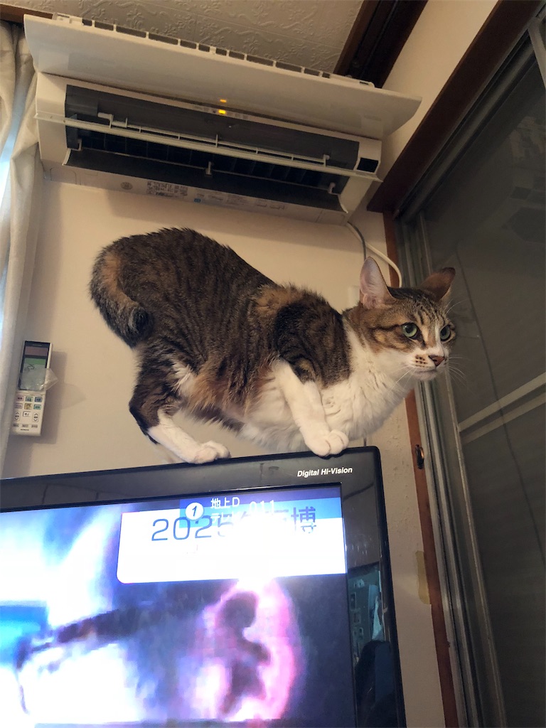f:id:petshion:20181124092118j:image