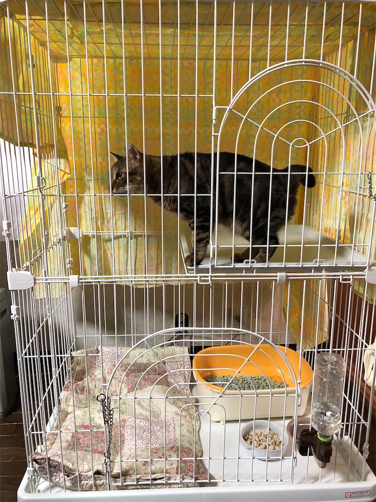 f:id:petshion:20181221235726j:image