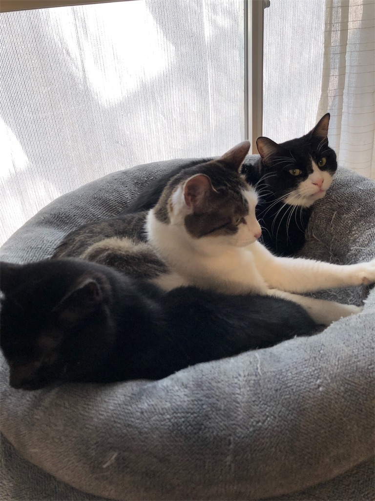f:id:petshion:20181229200416j:image