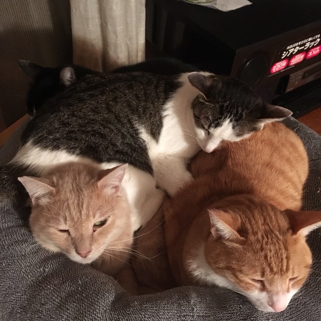 f:id:petshion:20181229200420j:image