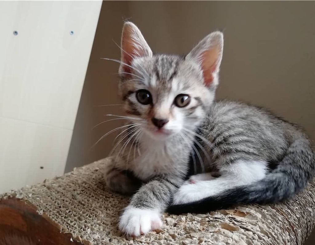 f:id:petshion:20190719152446j:image