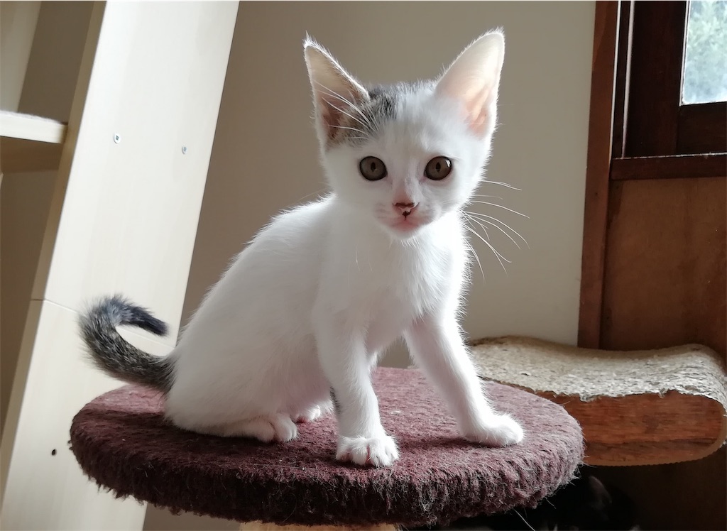 f:id:petshion:20190719152450j:image