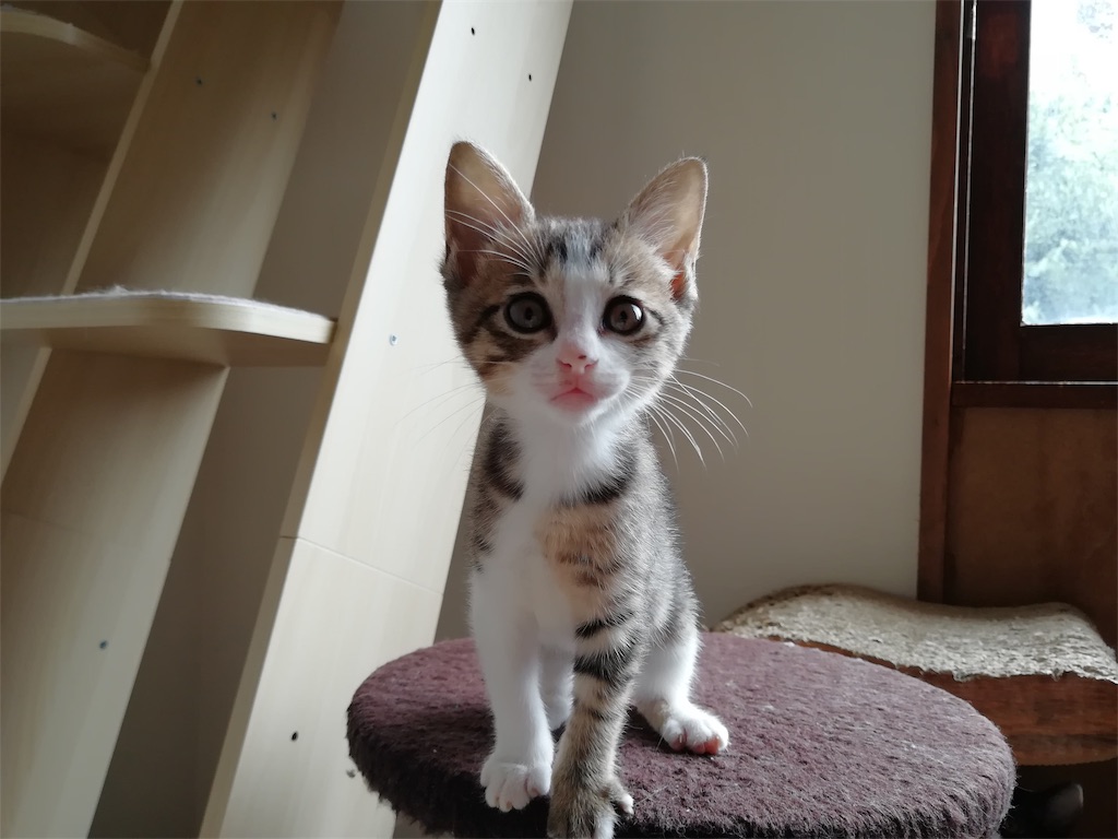 f:id:petshion:20190719152453j:image
