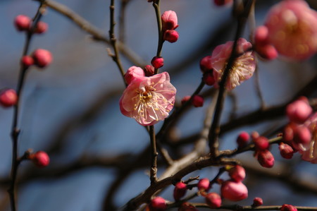 世田谷 羽根木公園