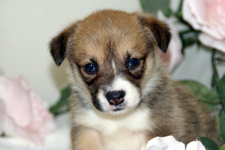 f:id:petsuzuhana:20160603122326j:plain