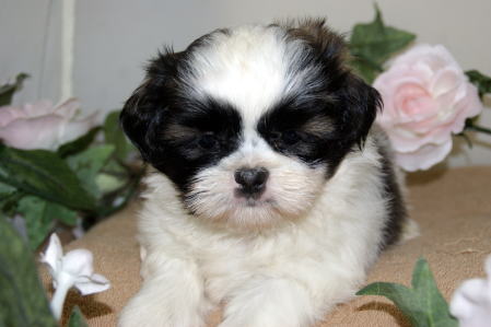 f:id:petsuzuhana:20160712143531j:plain f:id:petsuzuhana:20160712143531j:plain