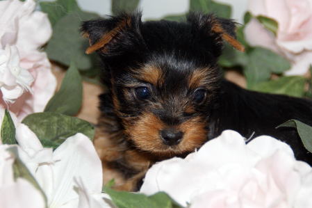 f:id:petsuzuhana:20161203221505j:plain f:id:petsuzuhana:20161203221505j:plain