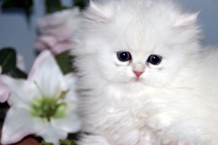 f:id:petsuzuhana:20161224233931j:plain f:id:petsuzuhana:20161224233931j:plain