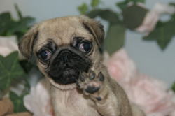 ブサカワ犬パグ販売中 ペットショップ子犬 白石市 蔵王町 大河原町 宮城 仙台ペットショップ鈴花