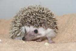 f:id:petsuzuhana:20170527121423j:plain f:id:petsuzuhana:20170527121423j:plain