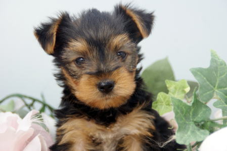 f:id:petsuzuhana:20171207105303j:plain f:id:petsuzuhana:20171207105303j:plain