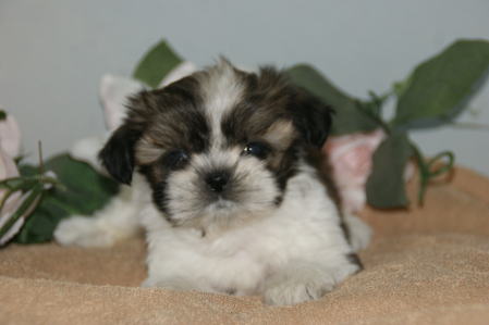 f:id:petsuzuhana:20180105134122j:plain f:id:petsuzuhana:20180105134122j:plain