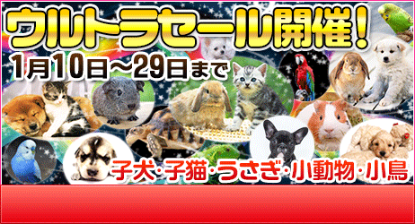 f:id:petsuzuhana:20180111114230g:plain f:id:petsuzuhana:20180111114230g:plain