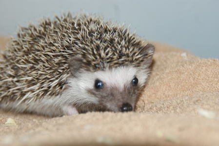 f:id:petsuzuhana:20180124132317j:plain f:id:petsuzuhana:20180124132317j:plain