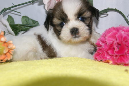 f:id:petsuzuhana:20210504220348j:plain