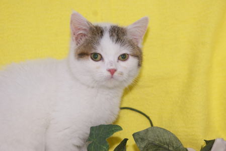 f:id:petsuzuhana:20210608194002j:plain