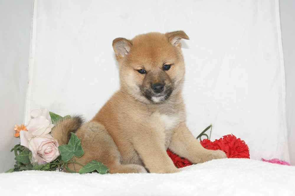 f:id:petsuzuhana:20211124170257j:plain