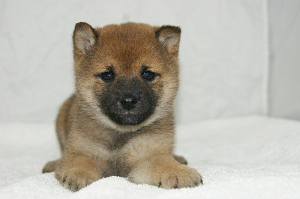 犬子犬 豆柴犬販売中 ペットショップ宮城 名取市 柴田町 宮城 仙台ペットショップ鈴花 犬子犬 豆柴犬販売中 ペットショップ宮城 名取市 柴田町 宮城 仙台ペットショップ鈴花