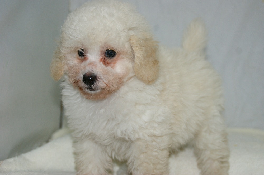 トイプードル マルチーズ ミックス犬 子犬 大崎市 加美町 ペット宮城 宮城 仙台ペットショップ鈴花