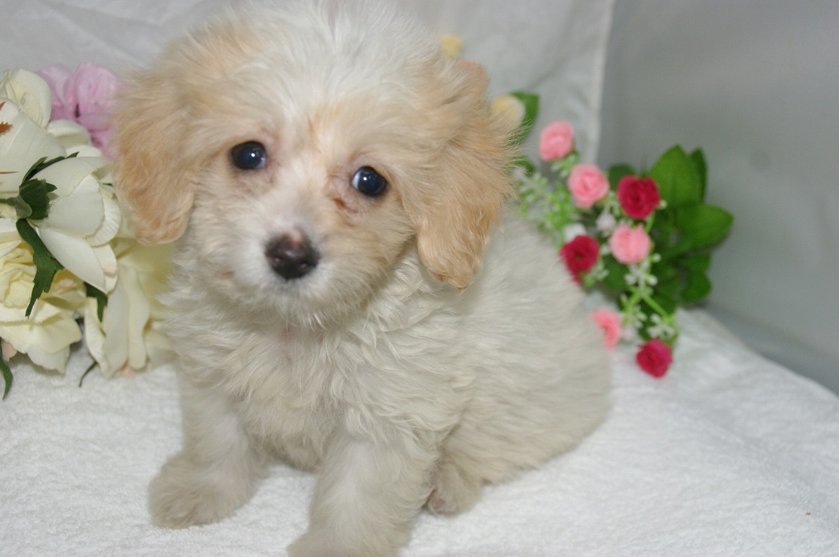 ☆手作り☆マルチーズ ヨークシャテリア ハートカゴ バックチャーム Ｂｗ両面フラットポーチ オーダー受付中 犬柄 豹柄マフラー  ポメラニアン、柴犬、ヨーキー、マルチーズ、プードル、パグ、シェルティ、ハスキー、チワワ、ダックス、シーズー、パピヨン ペットショップ ..., image size:1200x797