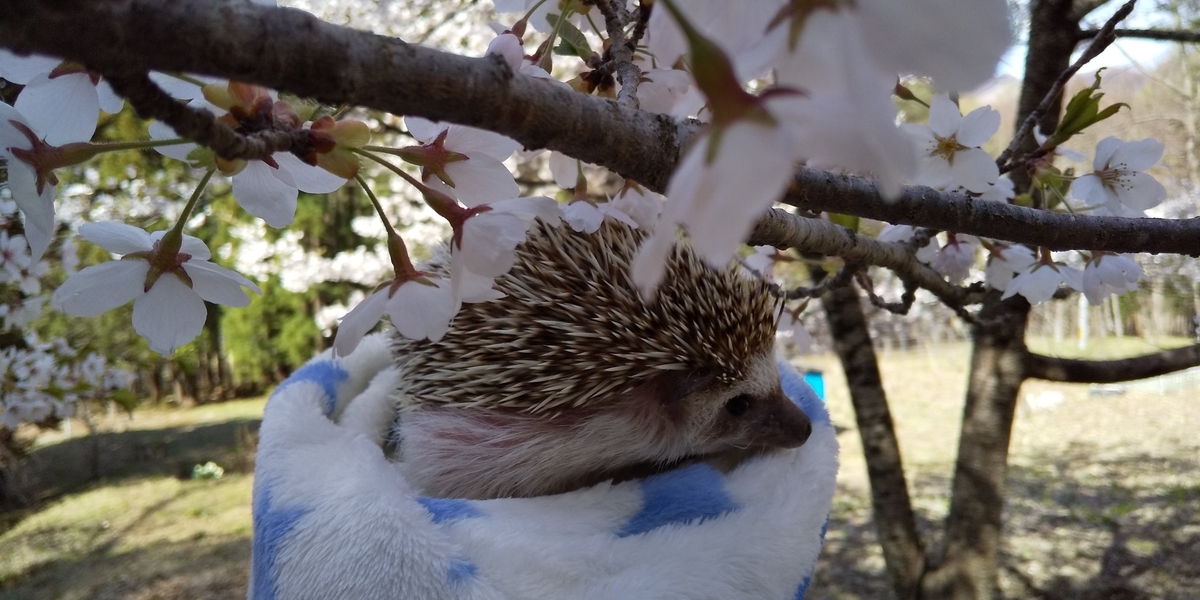 f:id:pettankohedgehog:20190429090623j:plain
