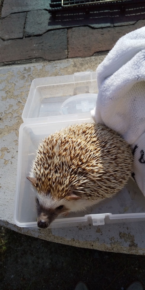f:id:pettankohedgehog:20200402203258j:plain