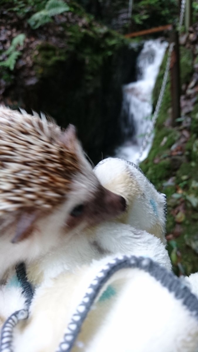 f:id:pettankohedgehog:20200723223420j:plain