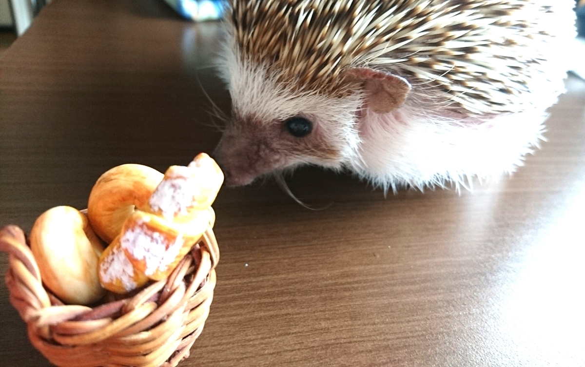 f:id:pettankohedgehog:20200902164002j:plain
