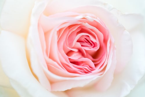 pink rose 正体は端に出る