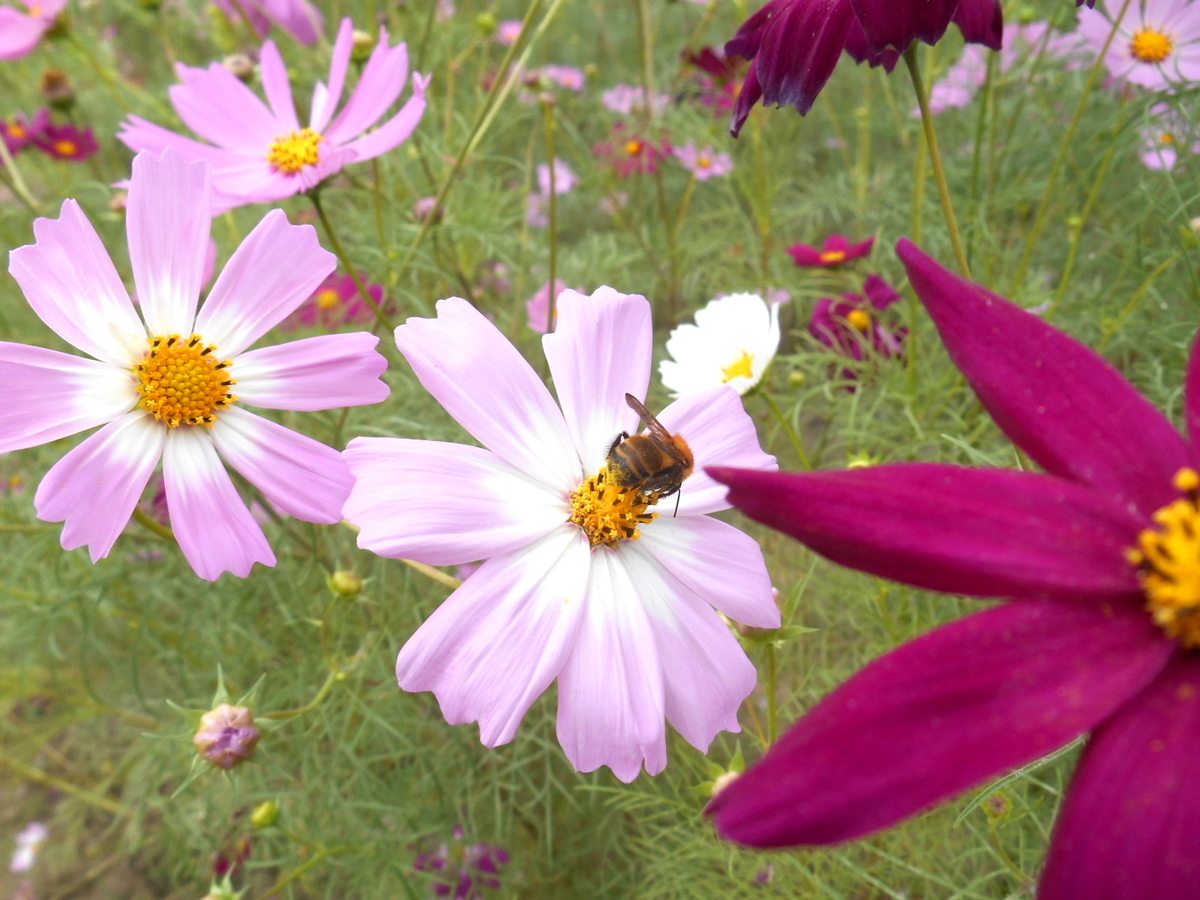 f:id:pewyd:20190321110656j:plain