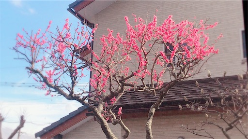 f:id:pf_eri:20190321155852j:image