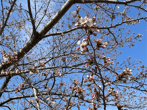 f:id:pf_eri:20210324180103j:image f:id:pf_eri:20210324180103j:image