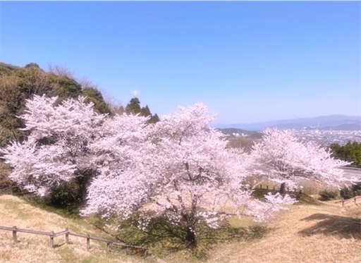 f:id:pf_eri:20220410132920j:image