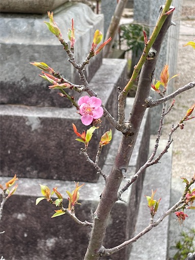 f:id:pf_eri:20250406103055j:image