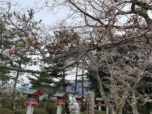 f:id:pf_eri:20250406103058j:image