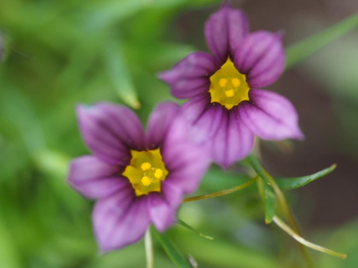 f:id:pfanta:20200613191734j:plain