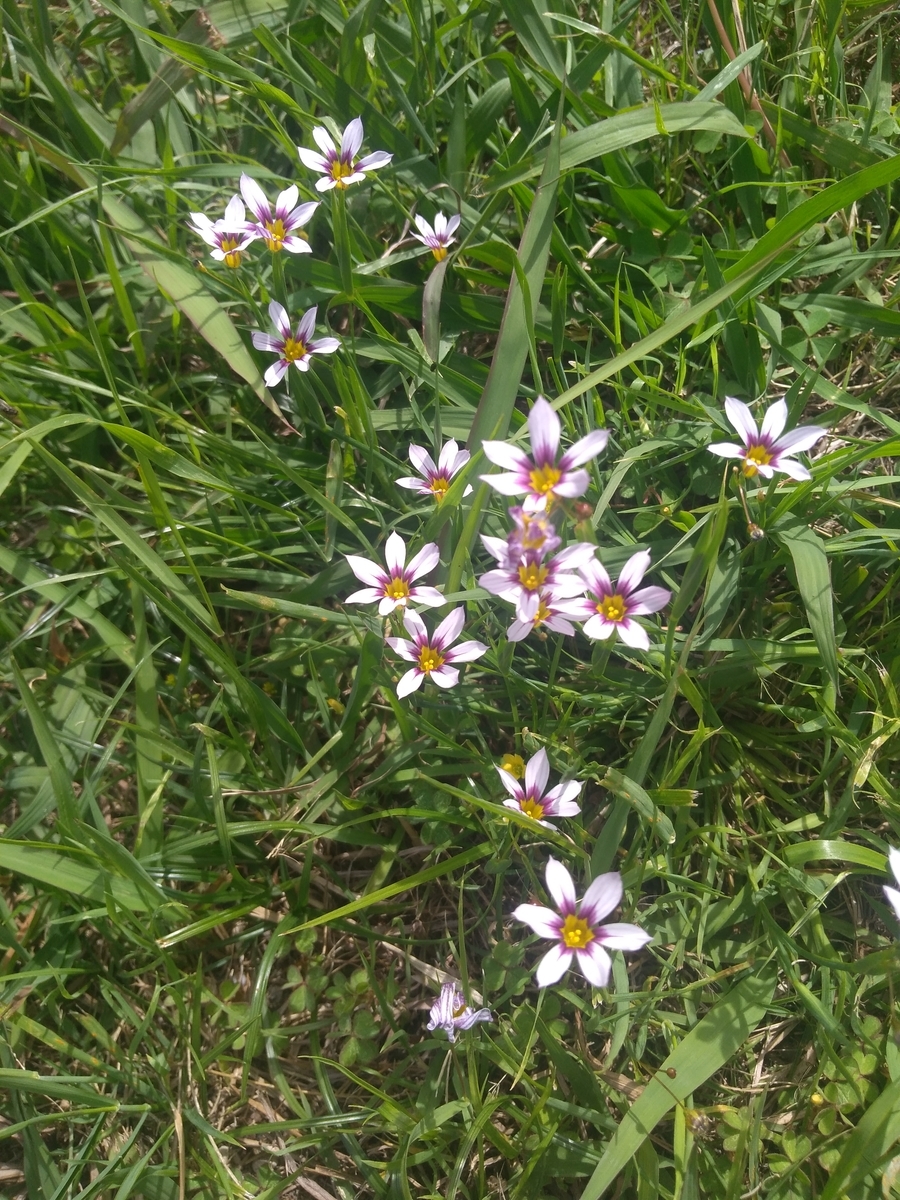 f:id:pfanta:20200613191859j:plain