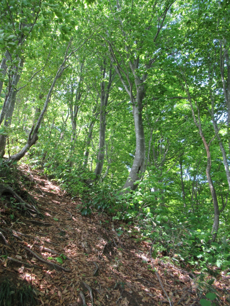 f:id:pft78526:20170515203201j:plain