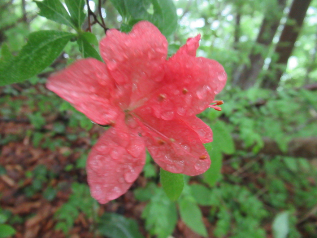 f:id:pft78526:20170529212859j:plain