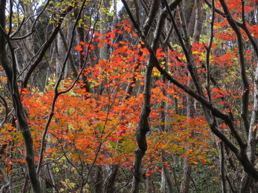 f:id:pft78526:20171112215216j:plain